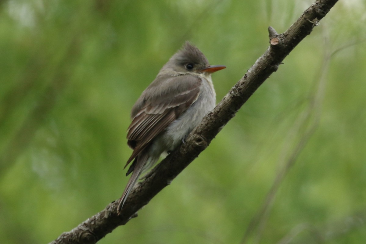 Greater Pewee - ML26502561