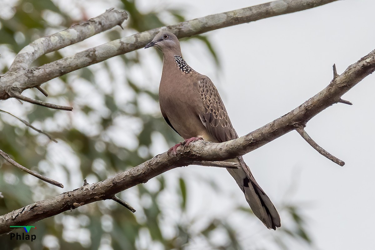 Spotted Dove - ML265026691
