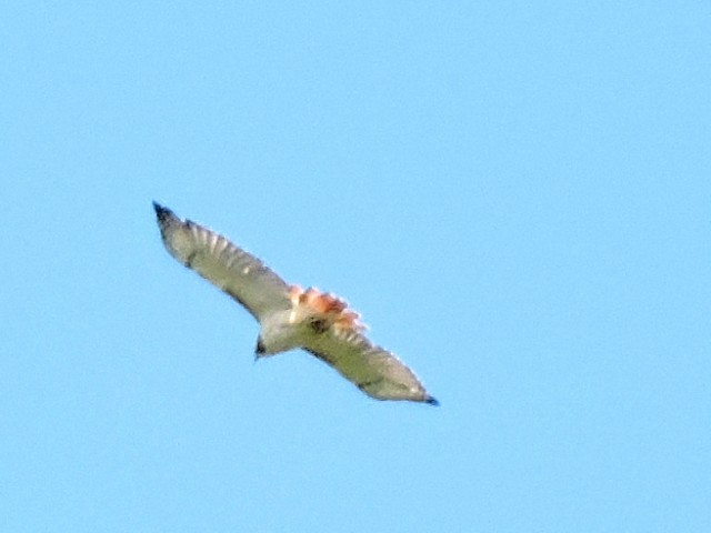 Red-tailed Hawk - ML265029221
