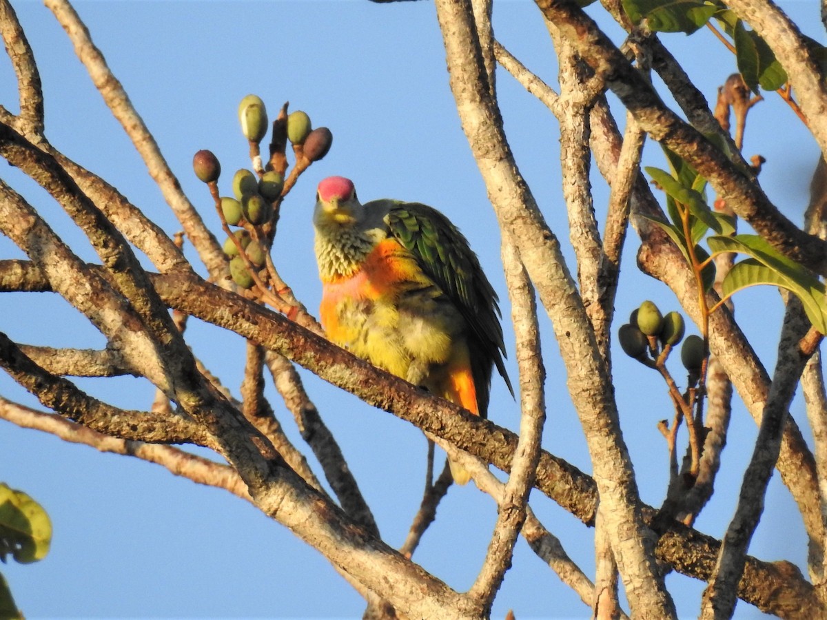 Rose-crowned Fruit-Dove - ML265030861