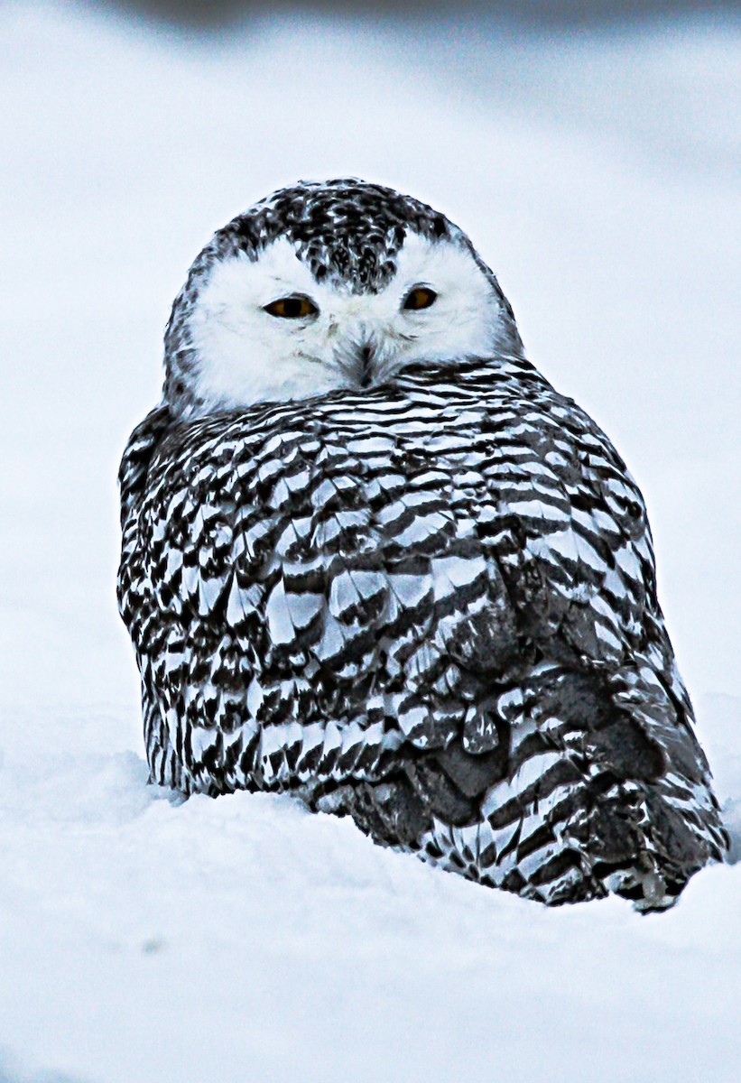 Snowy Owl - ML265035151