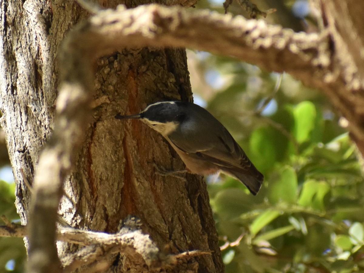 White-breasted Nuthatch - ML265041491