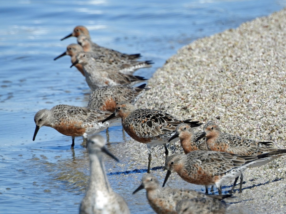 Red Knot - ML26504481