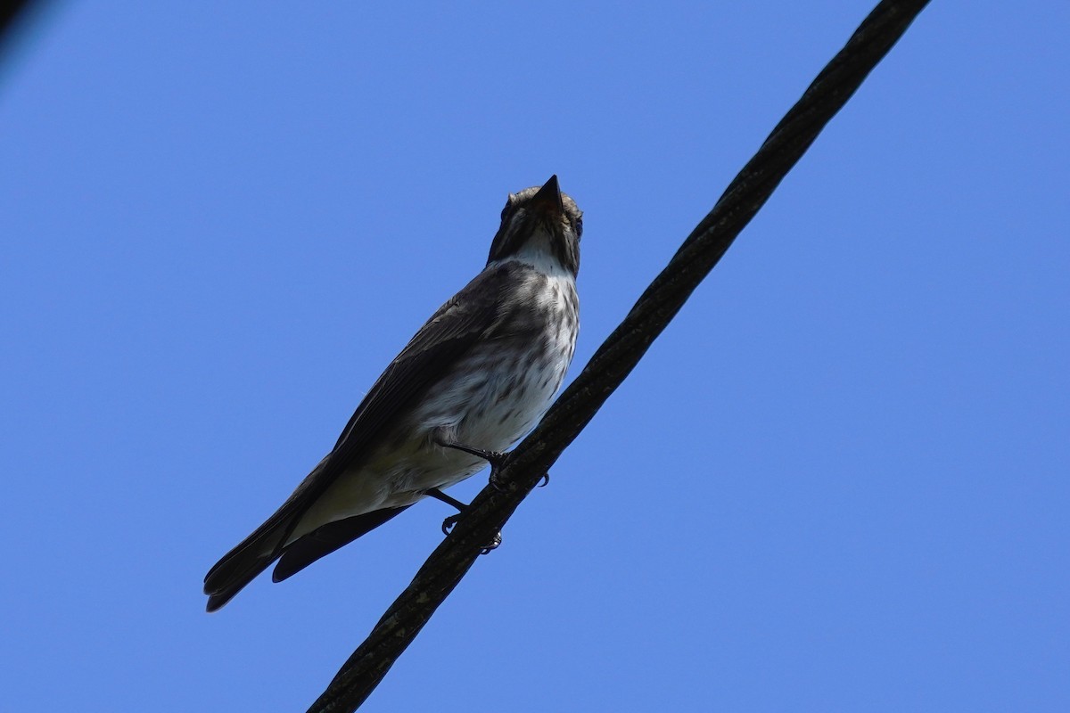 Gray-streaked Flycatcher - JingZu Tu