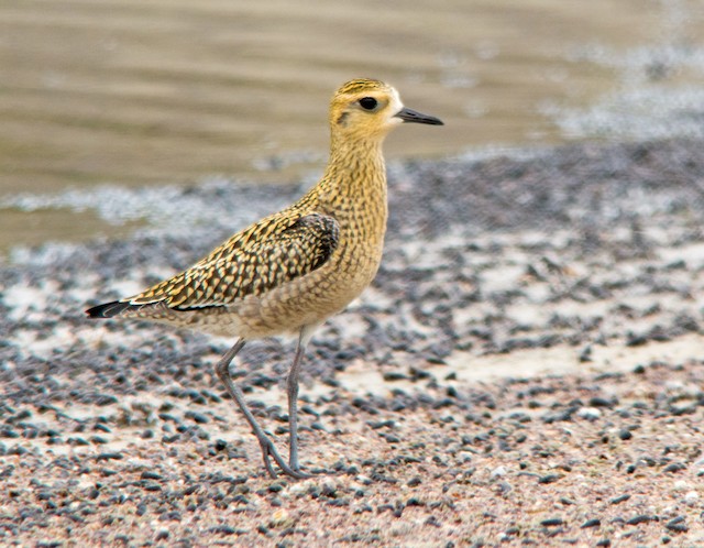 Possible confusion species: Pacific Golden-Plover (<em class="SciName notranslate">Pluvialis fulva</em>). - Pacific Golden-Plover - 