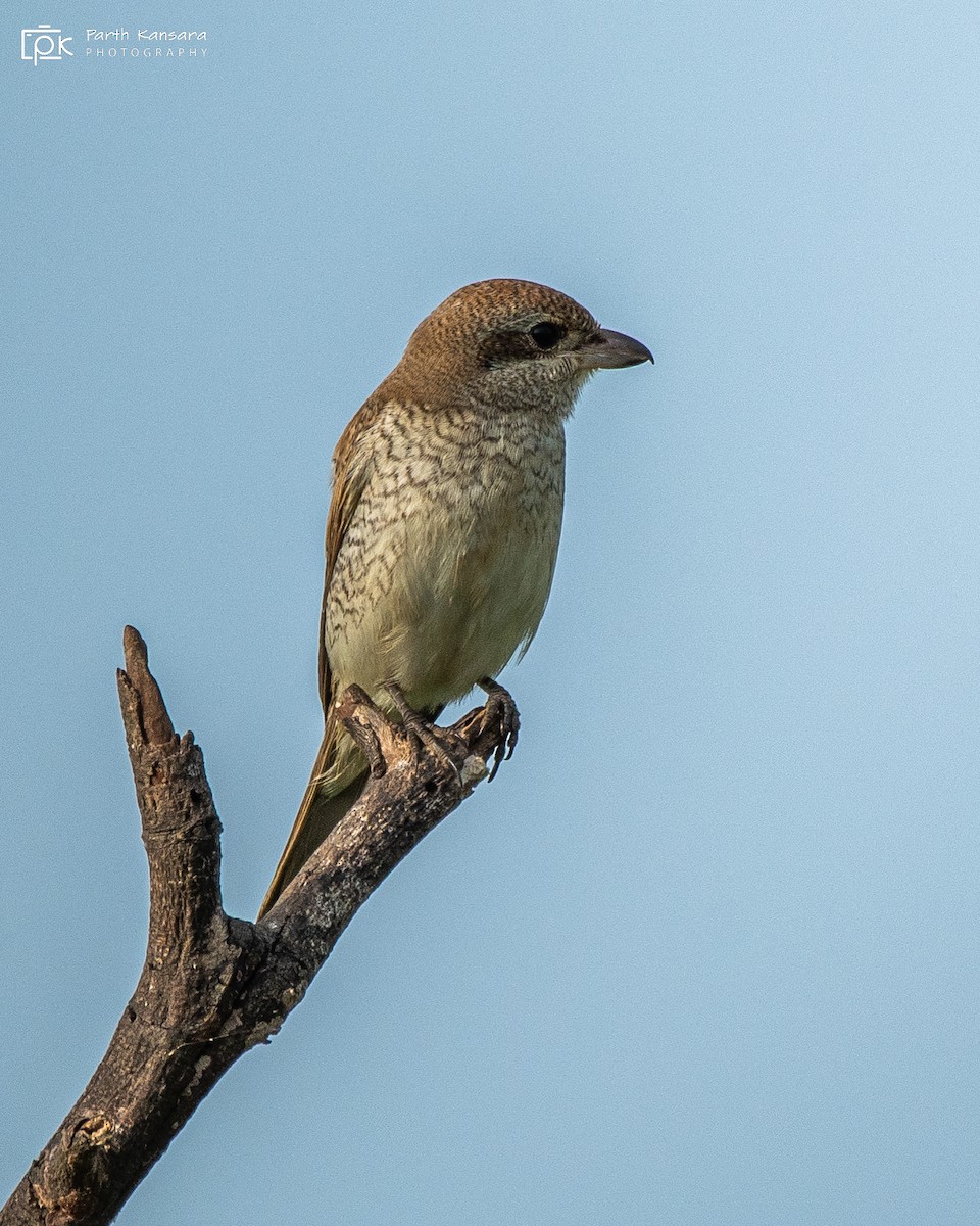 Brown Shrike - Parth Kansara
