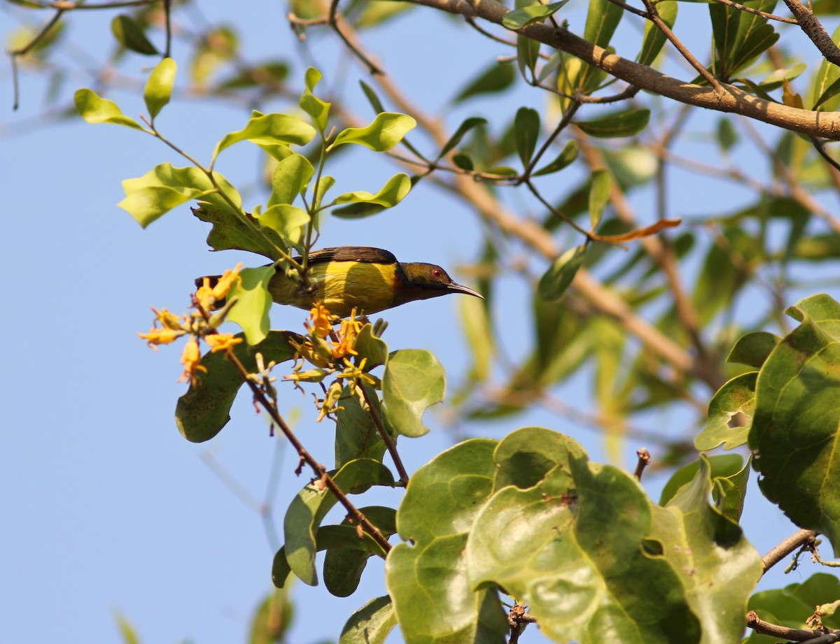 Brown-throated Sunbird - ML265057191