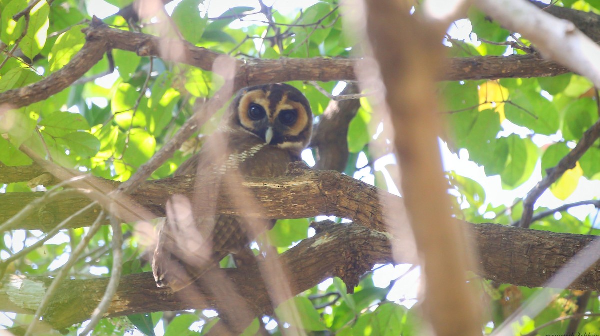 Brown Wood-Owl - ML265059141
