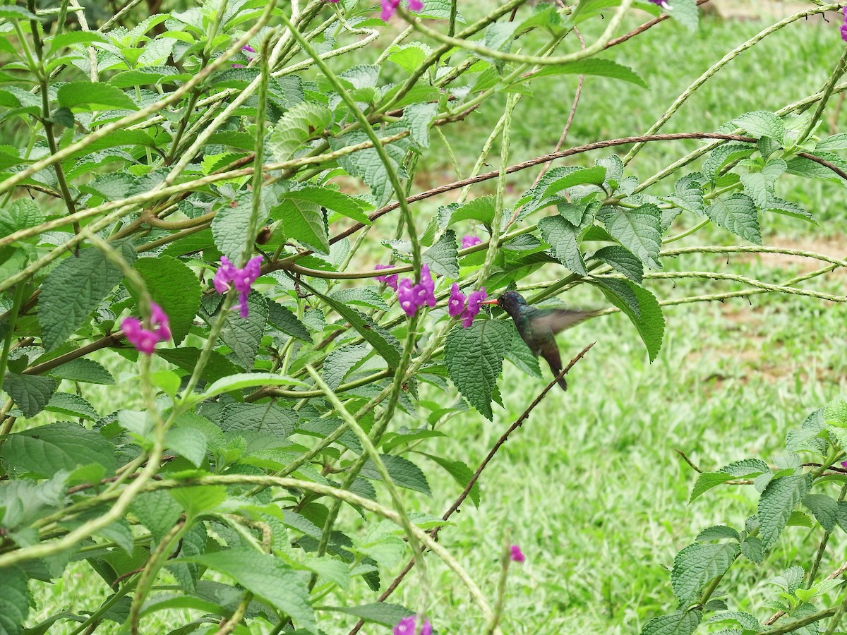 kolibřík bělobradý - ML265062271