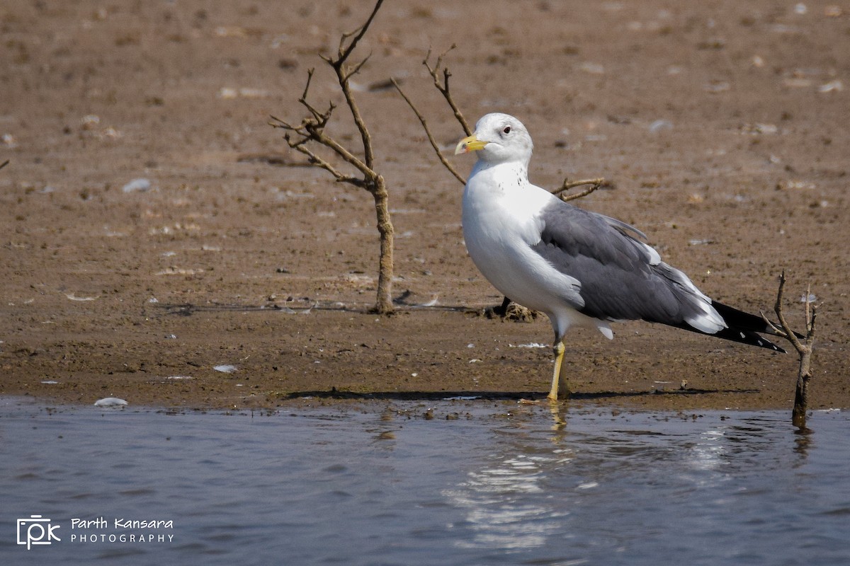 Lesser Black-backed Gull (Heuglin's) - Parth Kansara