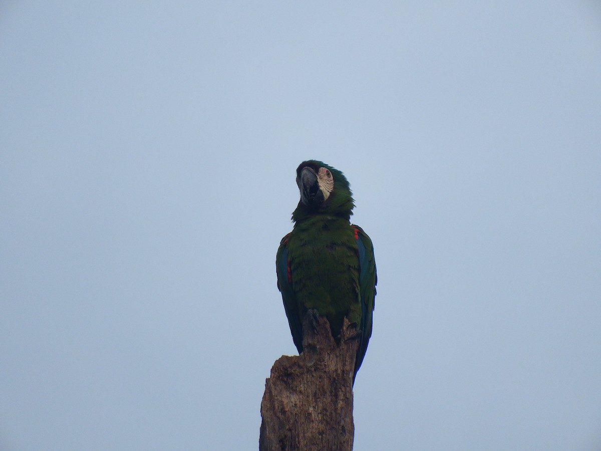 Chestnut-fronted Macaw - ML265062761