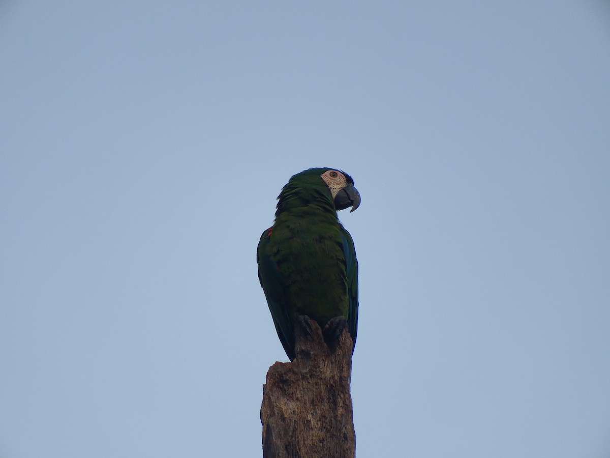 Chestnut-fronted Macaw - D HARVEY