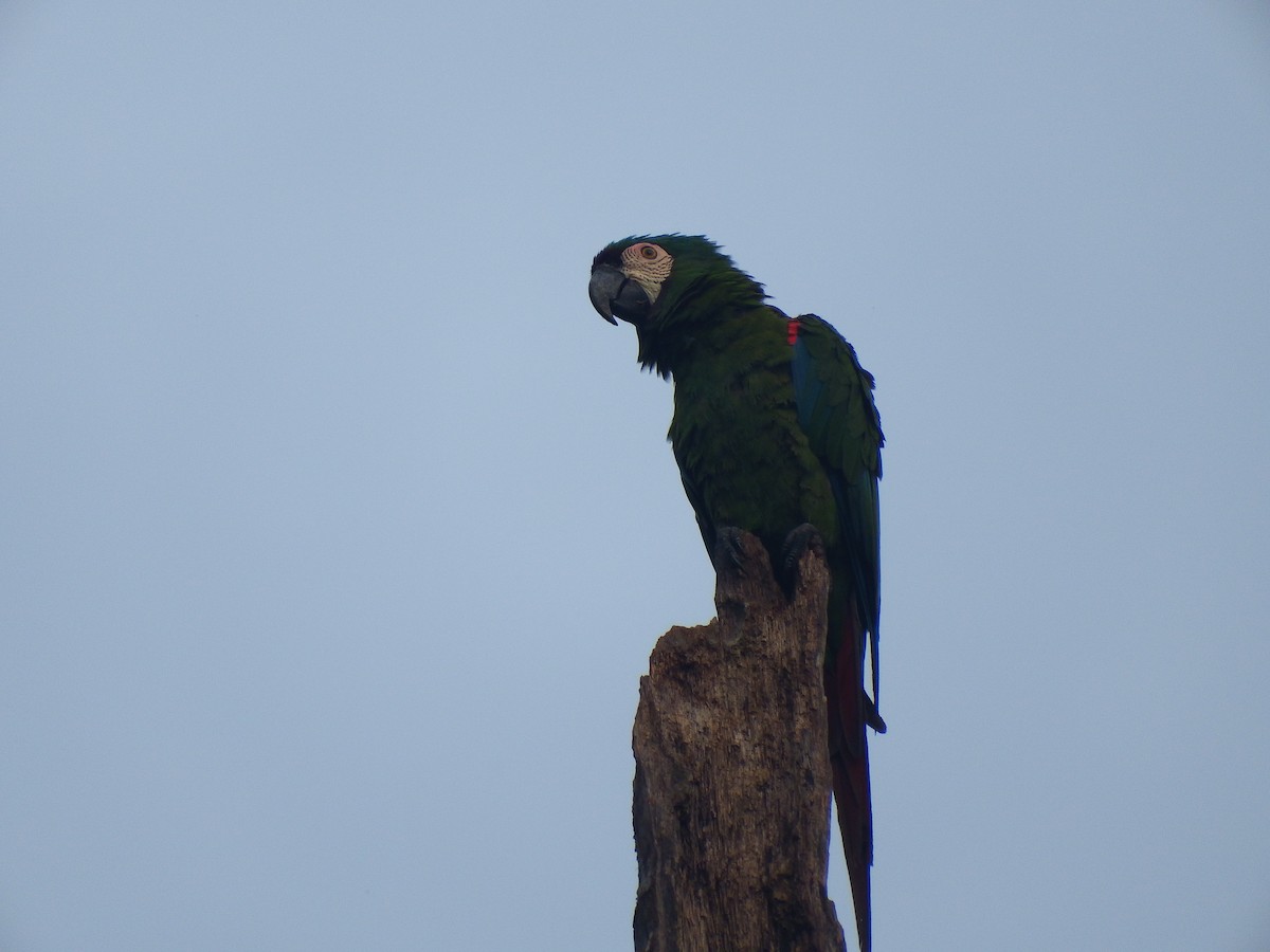 Chestnut-fronted Macaw - ML265062811