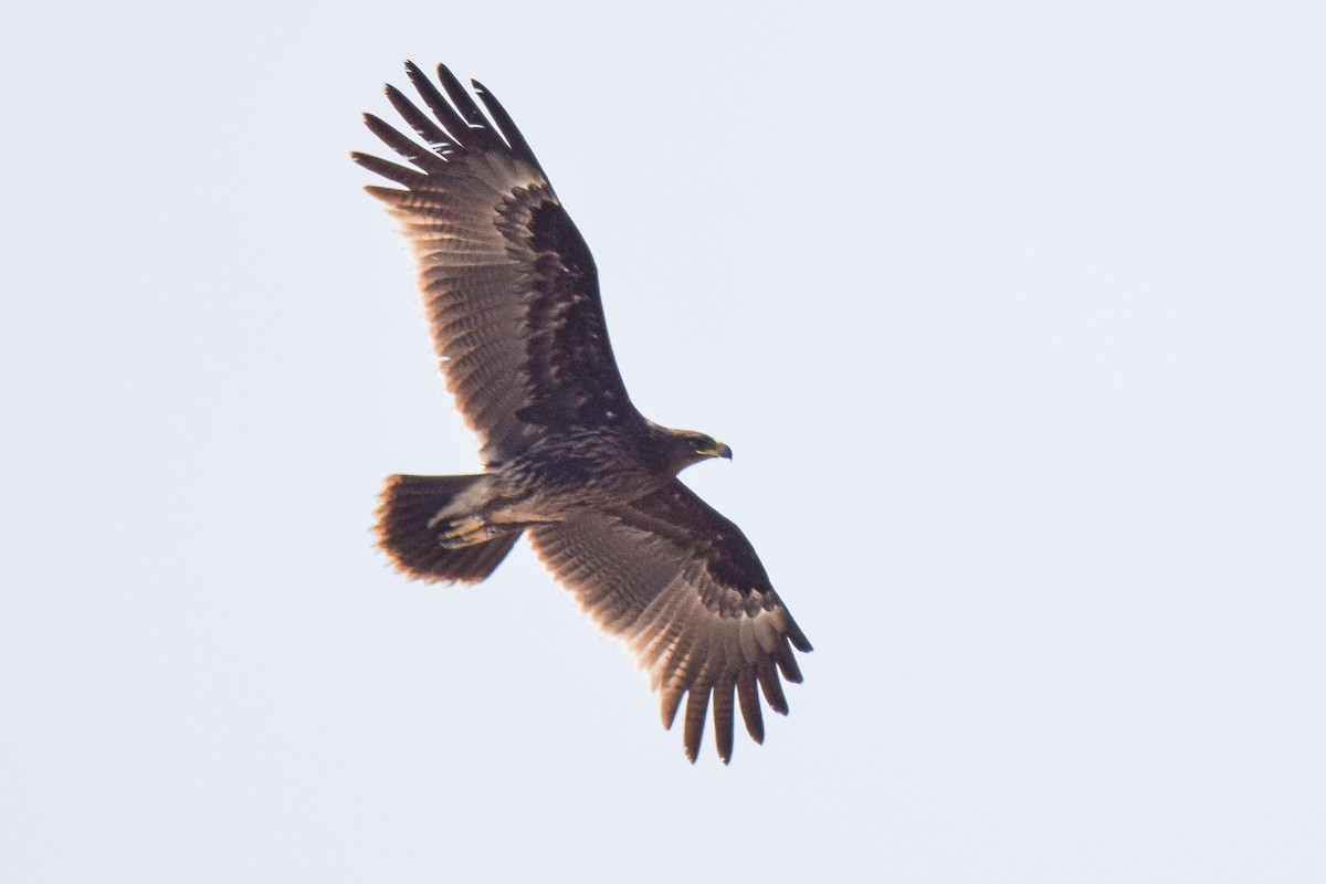 Greater Spotted Eagle - Parth Kansara
