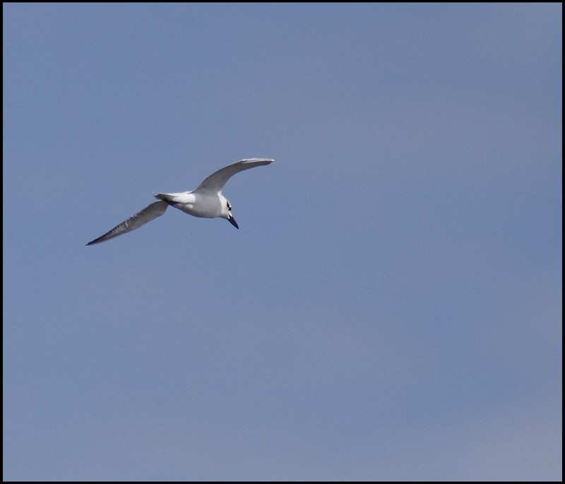 Gull-billed Tern - R Barbeau
