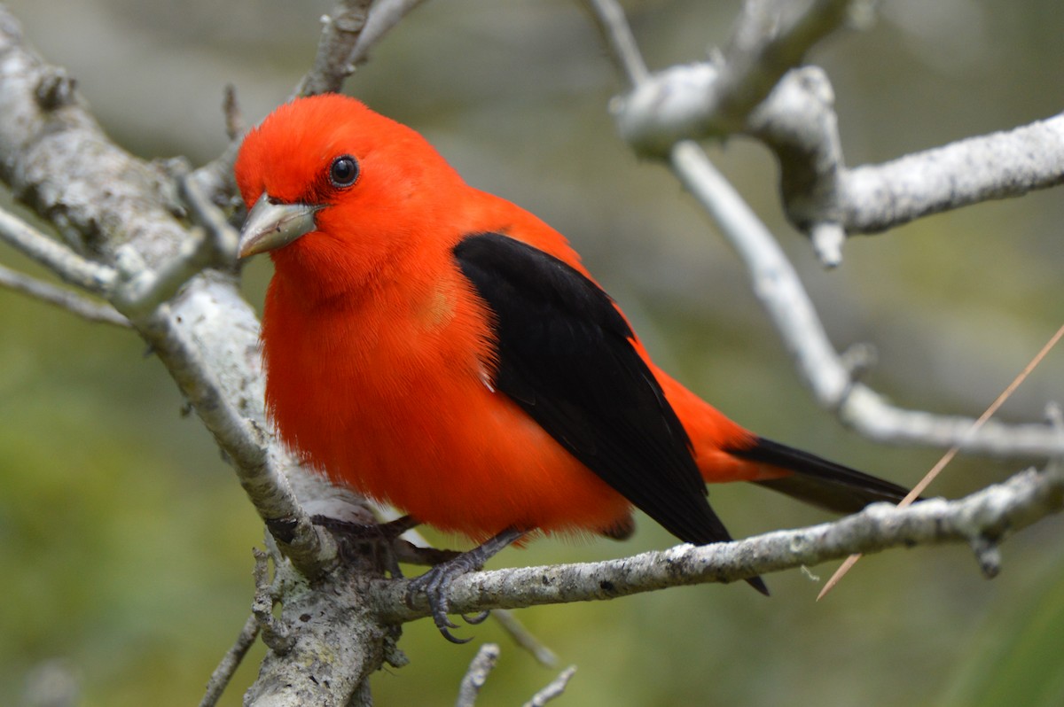 Scarlet Tanager - ML26506701