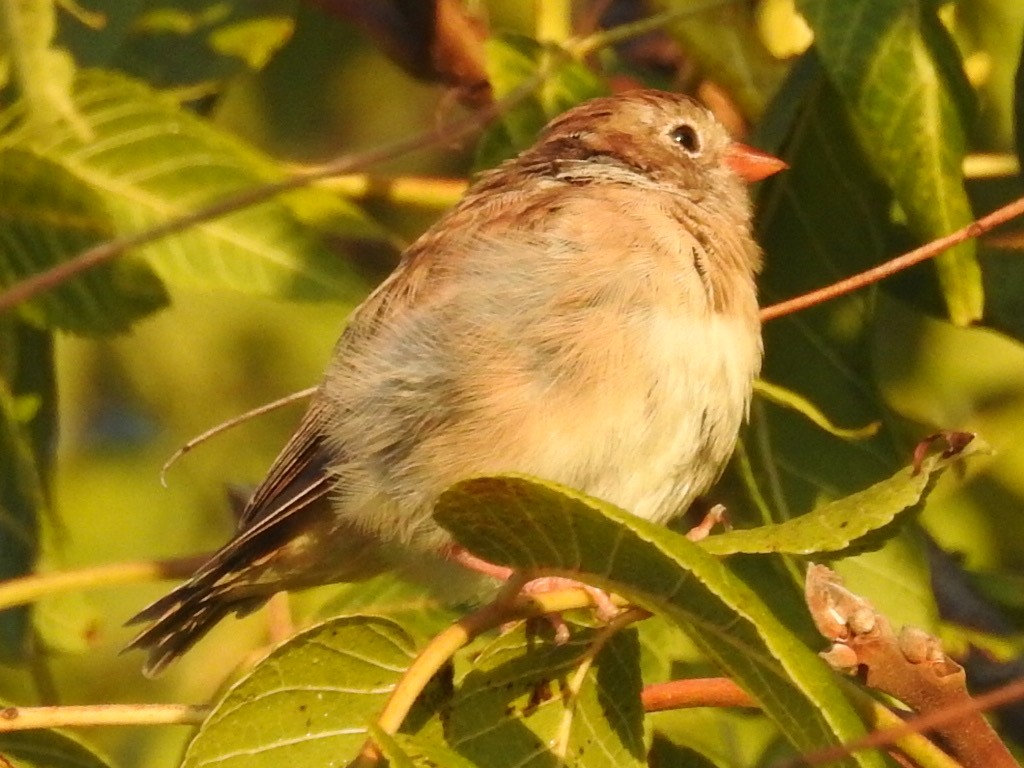Field Sparrow - ML265072291