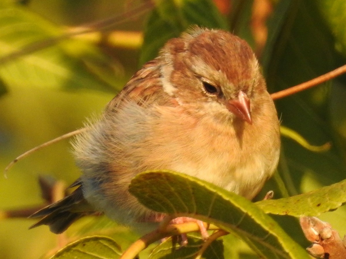 Field Sparrow - ML265072301