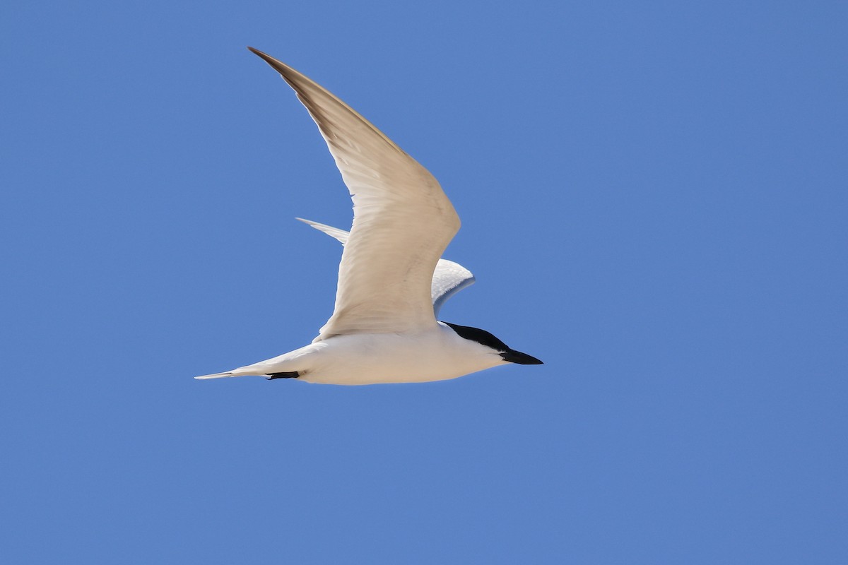 Gull-billed Tern - Thomas Ford-Hutchinson