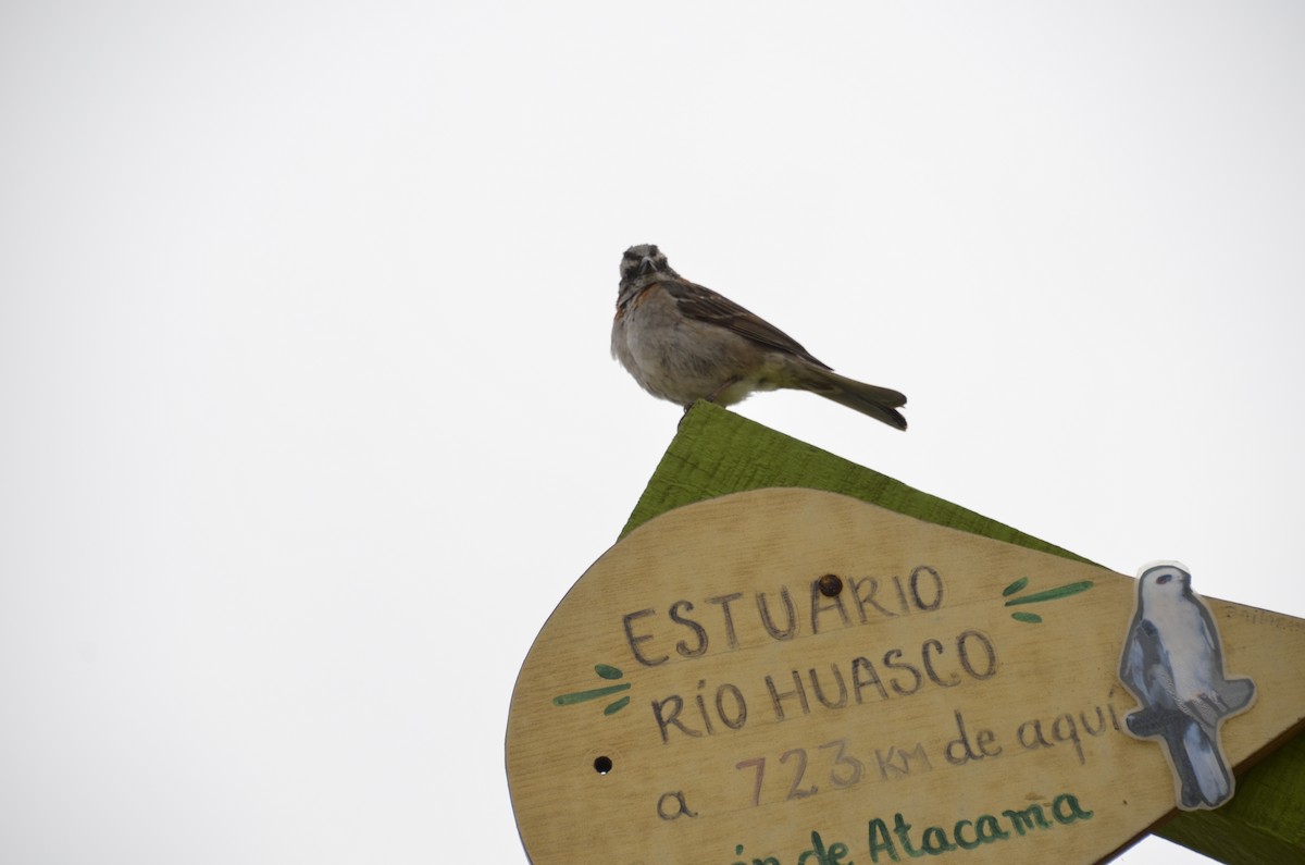 Rufous-collared Sparrow - ML265076201