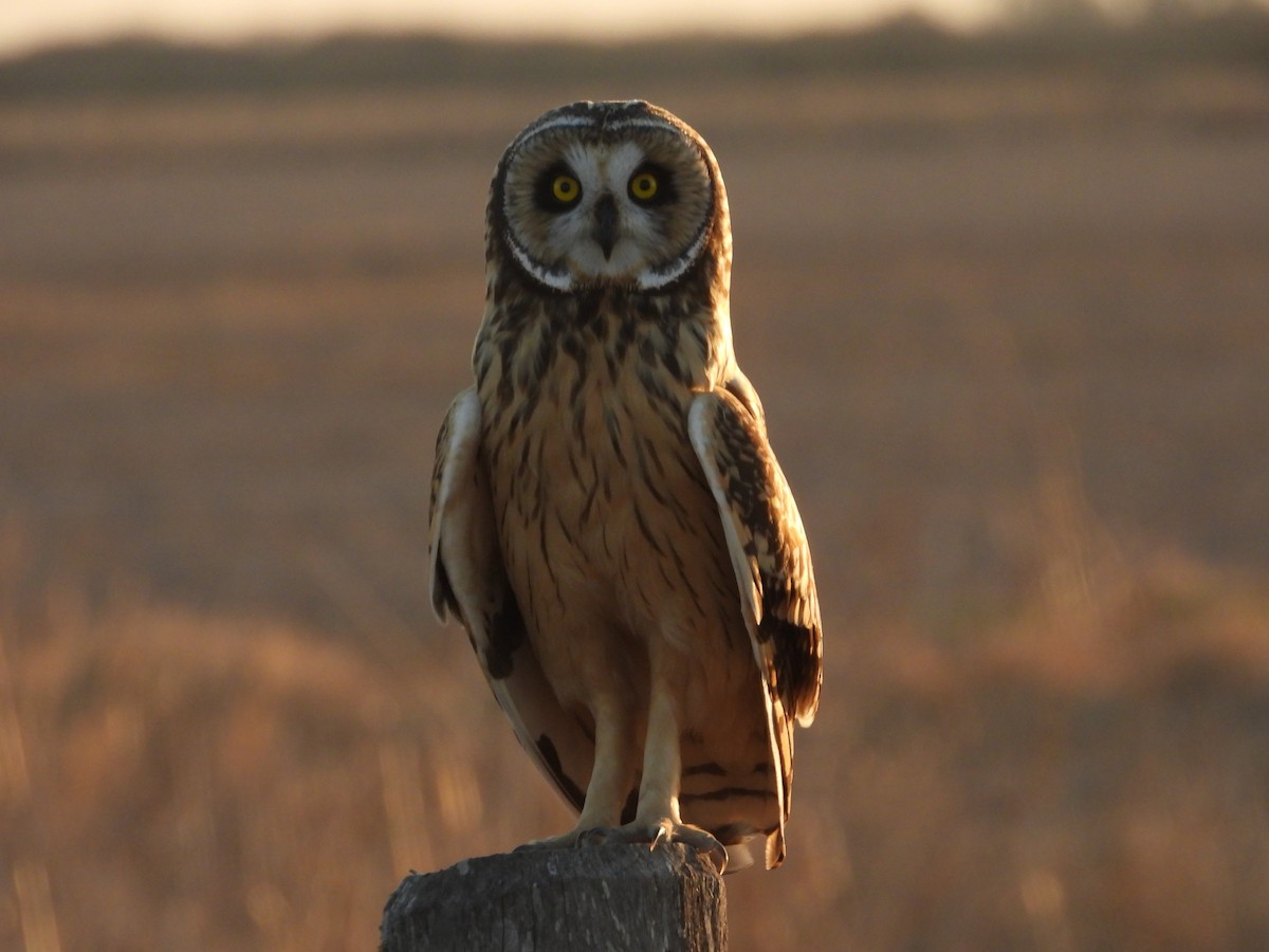 Short-eared Owl - ML265076511