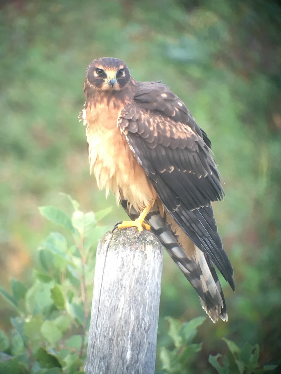 Northern Harrier - Louise Laperrière