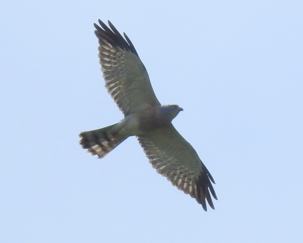 Chinese Sparrowhawk - ML265078581