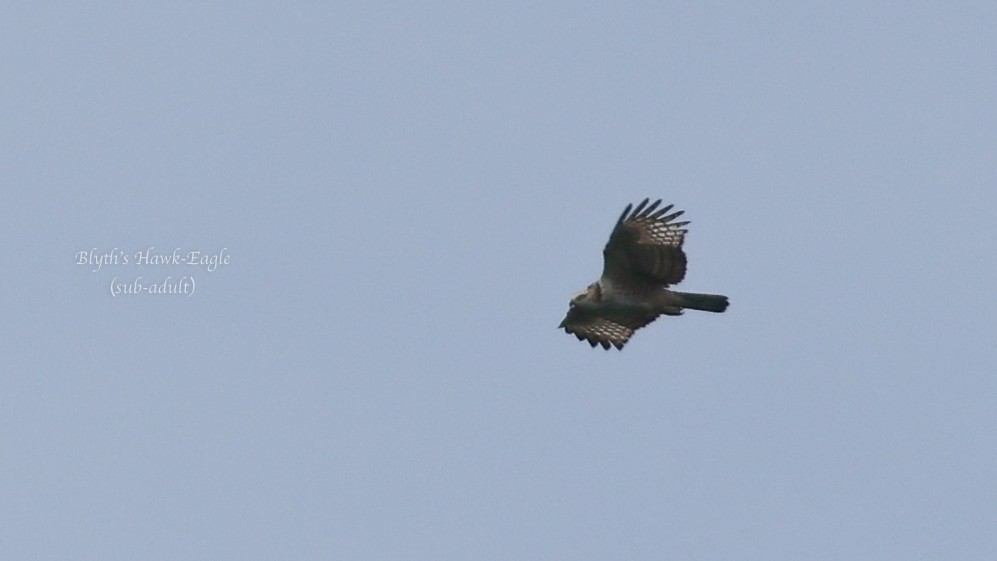 Blyth's Hawk-Eagle - Charmain Ang