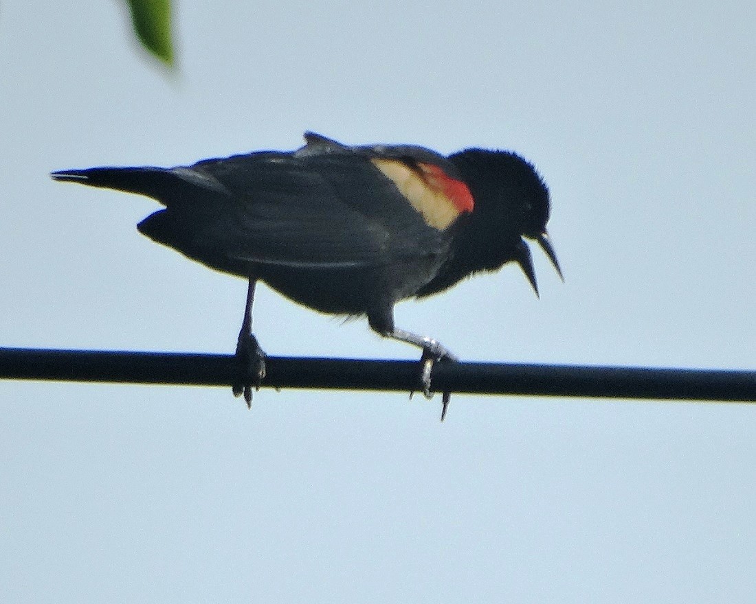Red-winged Blackbird - Edwin Calderon