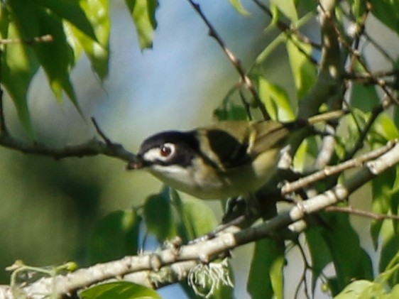 Black-capped Vireo - Craig Weisiger