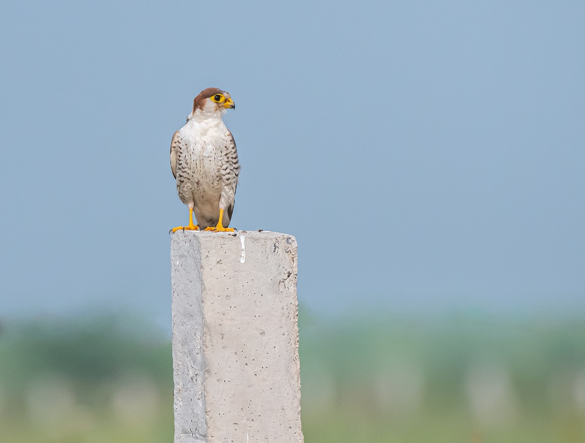 Red-necked Falcon - Mamta Muttreja