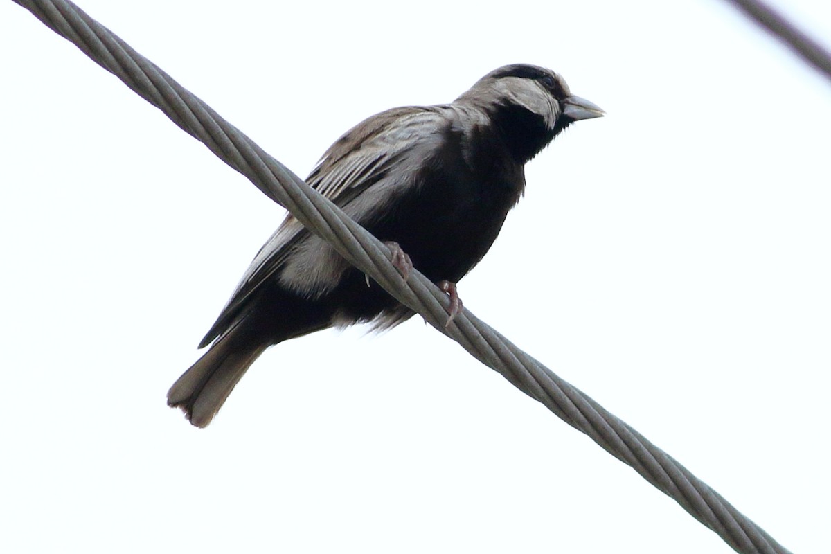 Ashy-crowned Sparrow-Lark - ML265094941
