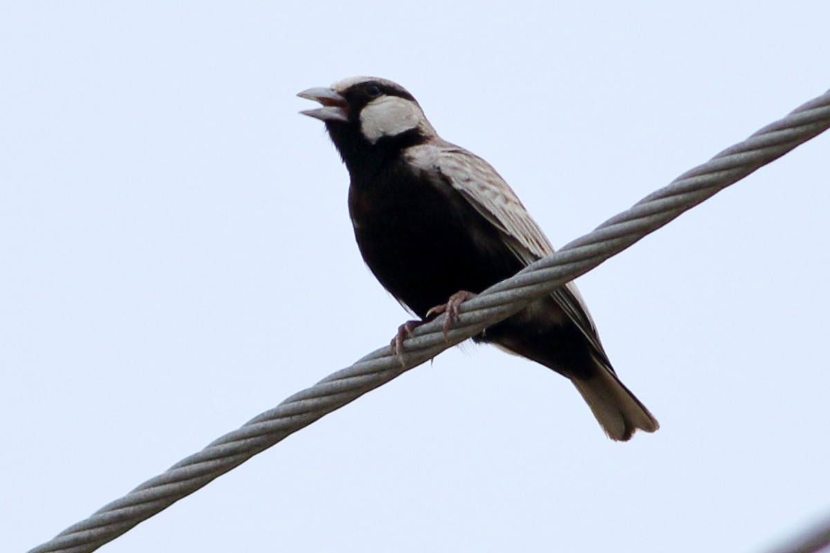 Ashy-crowned Sparrow-Lark - ML265094951