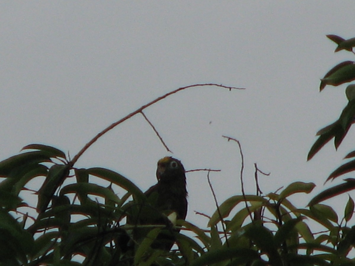 Yellow-crowned Parrot - ML265095561