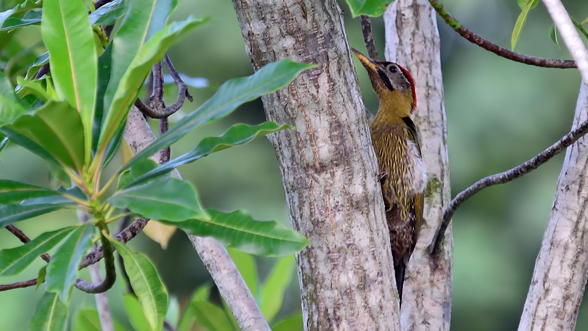Laced Woodpecker - Ferit Başbuğ