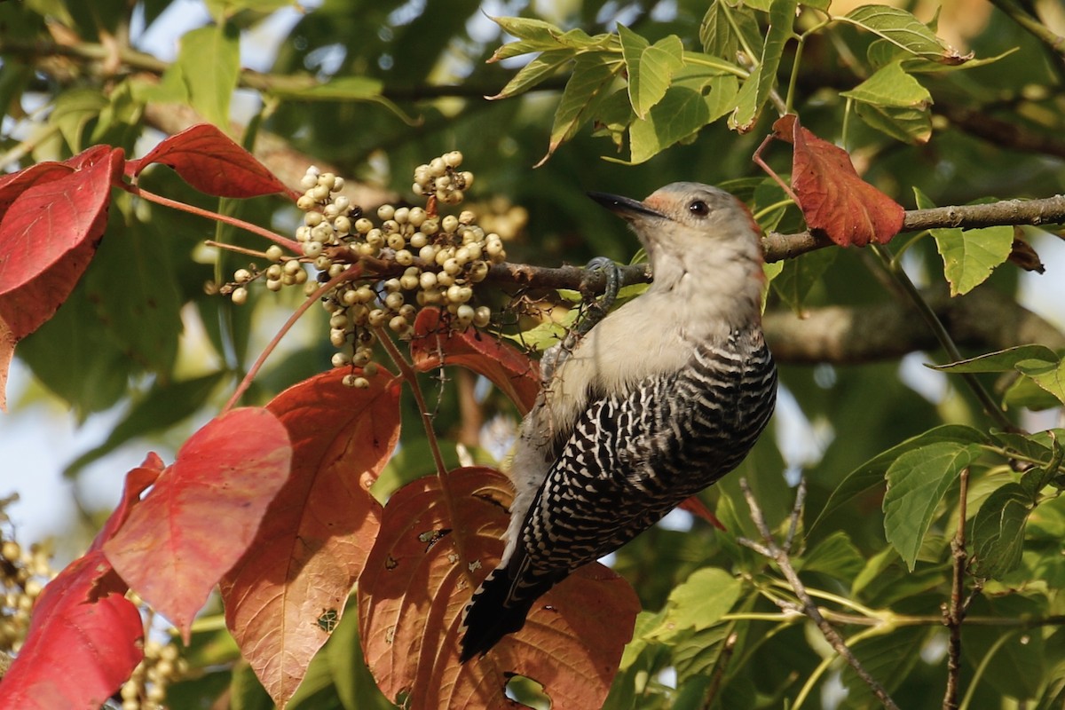 Red-bellied Woodpecker - ML265099951