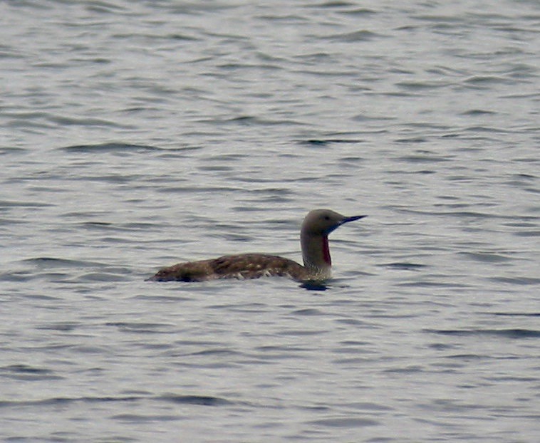 Red-throated Loon - ML265110501