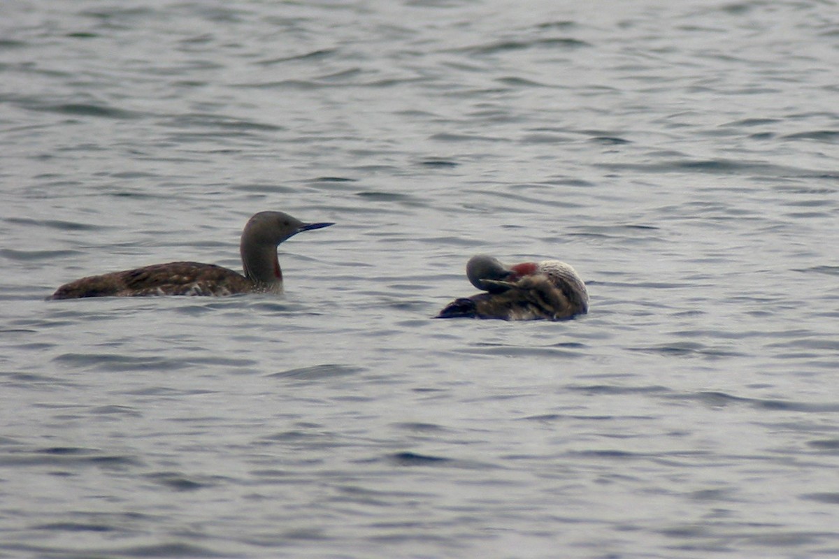 Red-throated Loon - ML265110541