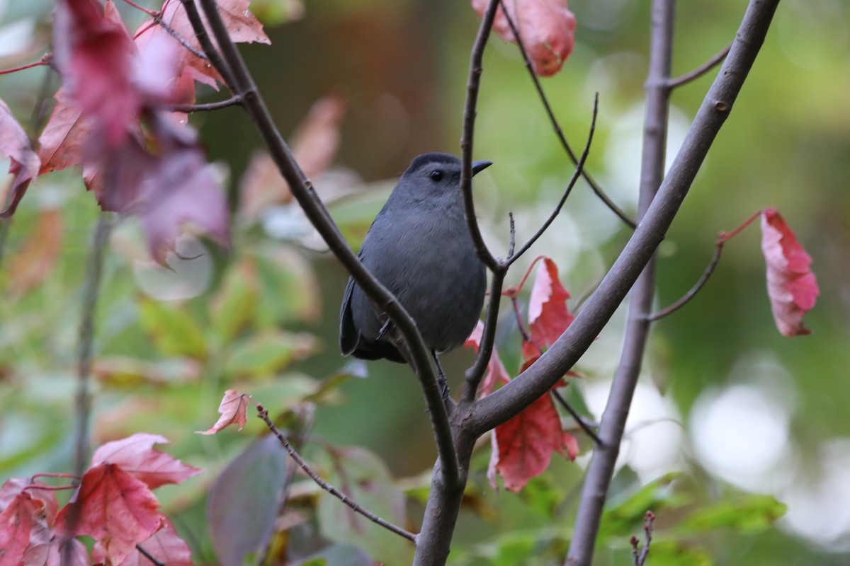 Gray Catbird - ML265111701