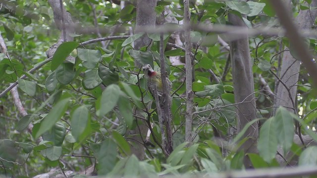 Cuban Green Woodpecker - ML265114211