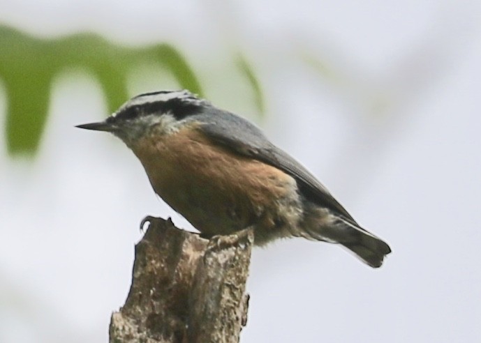 Red-breasted Nuthatch - ML265120561