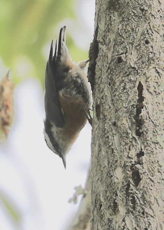 Red-breasted Nuthatch - ML265120611