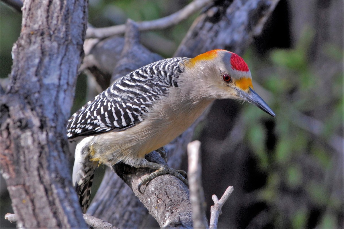 Golden-fronted Woodpecker - David Hollie