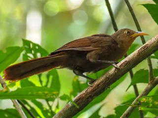  - Papuan Babbler