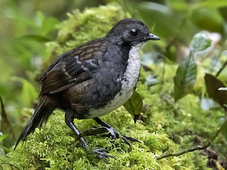 雄鳥 - Daniel López-Velasco | Ornis Birding Expeditions - ML265124351