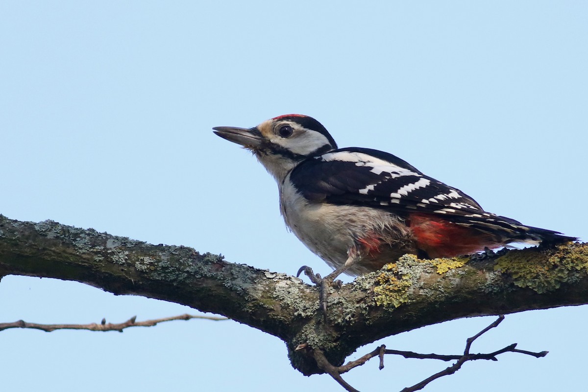 Great Spotted Woodpecker (Great Spotted) - Anton Liebermann