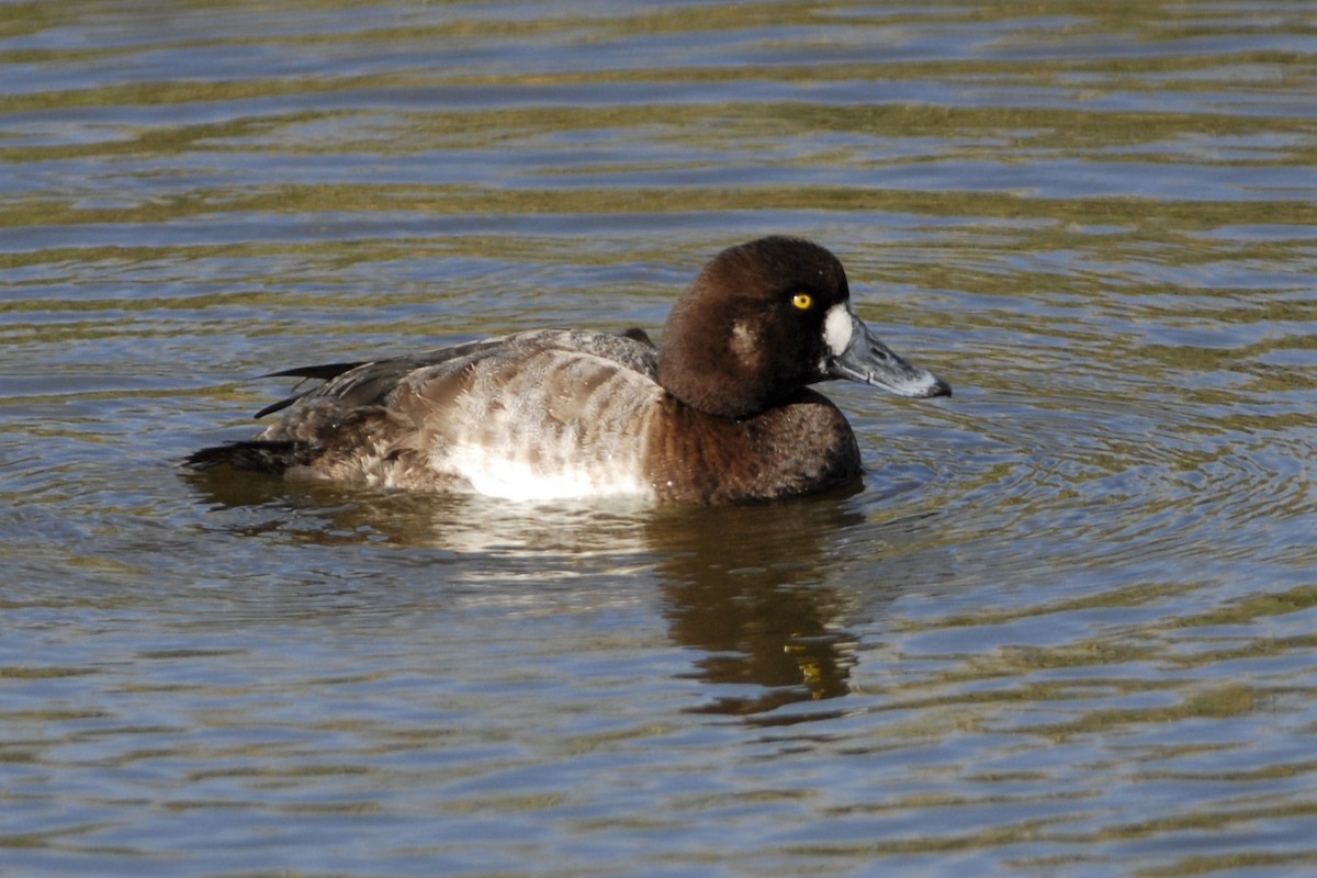 Greater Scaup - ML26513051