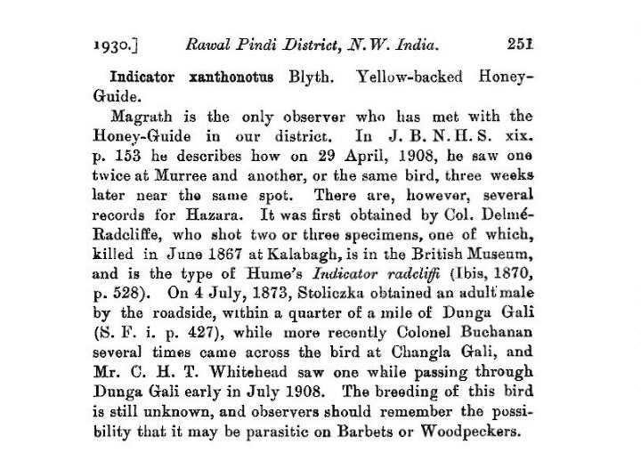 Yellow-rumped Honeyguide - Pakistan Historical  Records