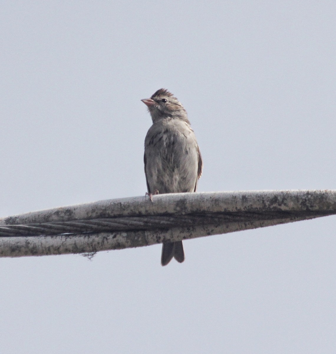 Chipping Sparrow - ML265137491