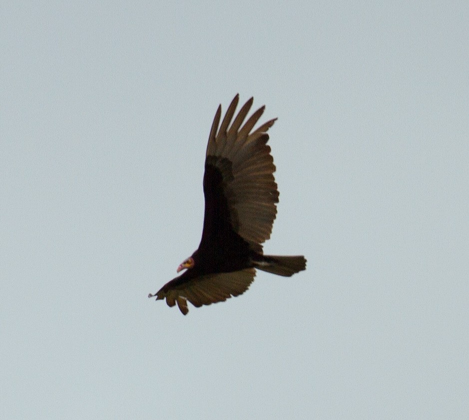 Lesser Yellow-headed Vulture - José Martín
